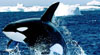 Big Brother Orca
